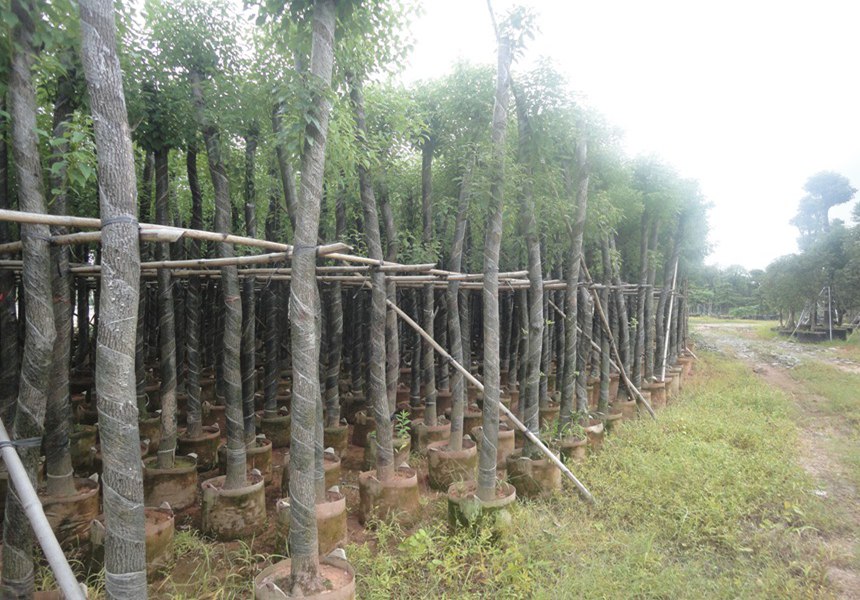园林景观工程中景观树的用途