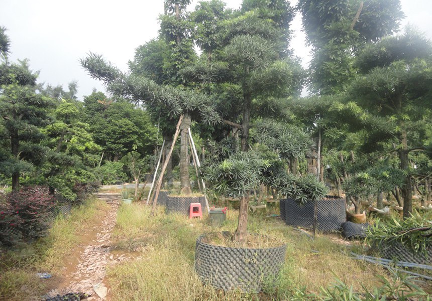 园林景观工程中景观树的用途